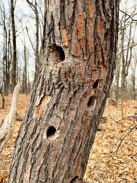 50+ Close Up Of Woodpecker Holes In Dead Tree Stock Photos, Pictures