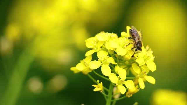 Worker bees making honeybee pollen on a rape blossom