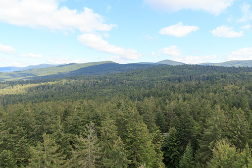 Mountain and tree panorama view with summit Lusen seen from Treetop Walk Bavarian Forest in Bavarian Forest National Park, Germany