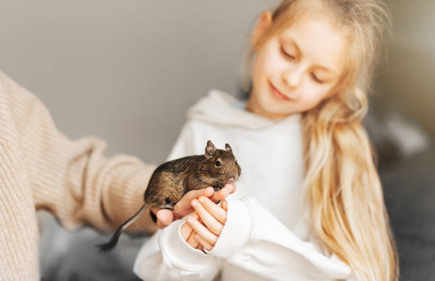 istock Young girl playing with small animal degu squirrel. 1481297729