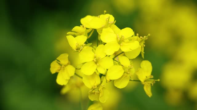 Yellow rape blossoms