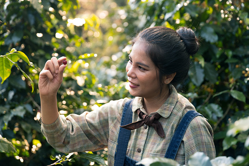 Asian woman coffee farmer harvest coffee bean and check