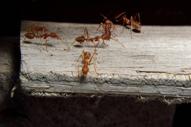 istock A Group of Red Ants or Rangrang 1481300079