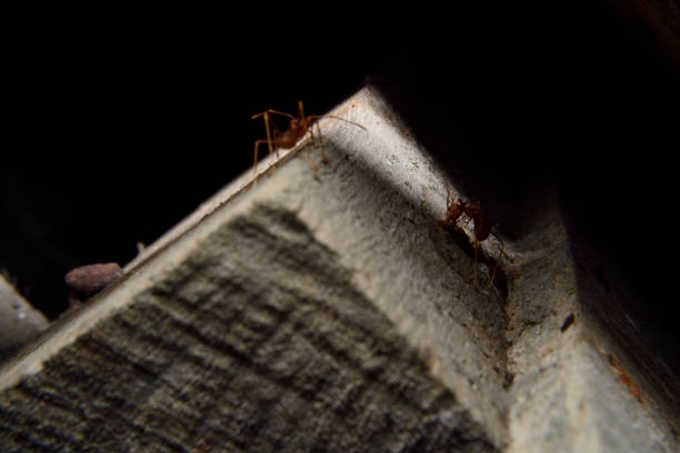 istock A Group of Red Ants or Rangrang 1481300122