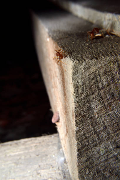 istock A Group of Red Ants or Rangrang 1481300130