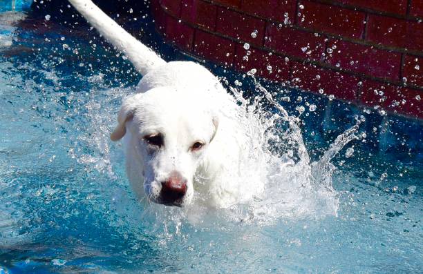 Four month old having fun in a swimming pool