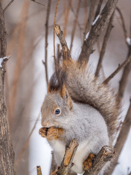 istock The squirrel with nut sits on tree in the winter or late autumn. 1481300818