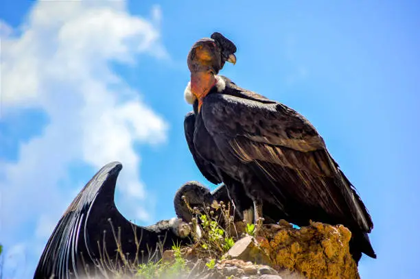 condors