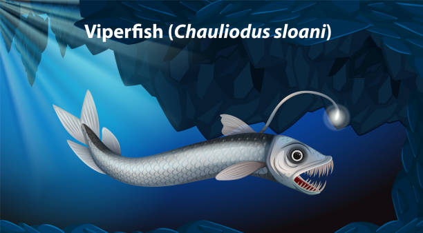 Viperfish (Chauliodus sloani) Vector Viperfish (Chauliodus sloani) Vector illustration viperfish stock illustrations