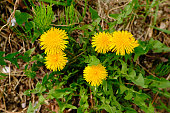 Dandalion plants growing in springtime