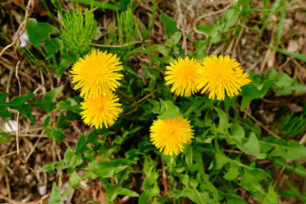 Photo of Dandalion plants growing in springtime