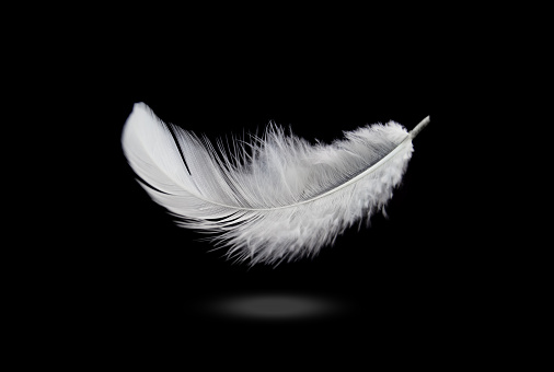 Abstract White Bird Feather Falling in The Dark. Floating Feather on Black Background.
