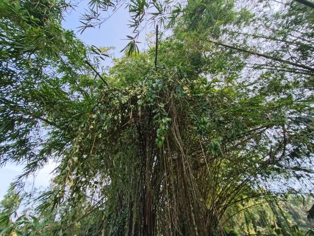 istock wild plants hanging from the vines of bamboo trees 1481304884
