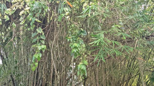 istock wild plants hanging from the vines of bamboo trees 1481304893