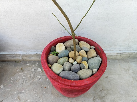 Close up shot of Terrace garden pot mulch with stone. It is used to retain soil moisture, regulate soil temperature, suppress weed growth, and for aesthetics.