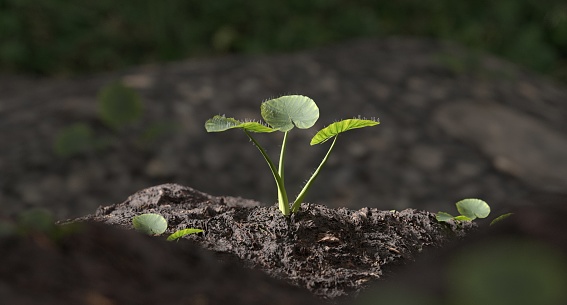 Plant sprout growth, close up, macro, growing