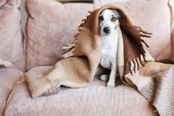 istock Dog in wool cozy blanket sitting on sofa 1481305667