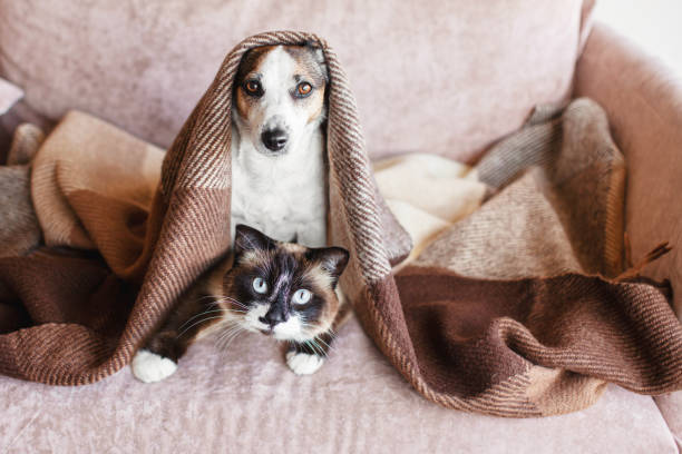 istock Dog and cat together under broun cozy blanket 1481305668
