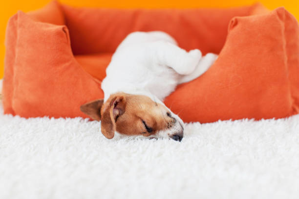 istock Puppy sleeps in an orange cot at home 1481305680