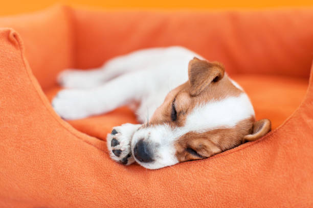 istock Puppy sleeps in an orange cot at home 1481305691