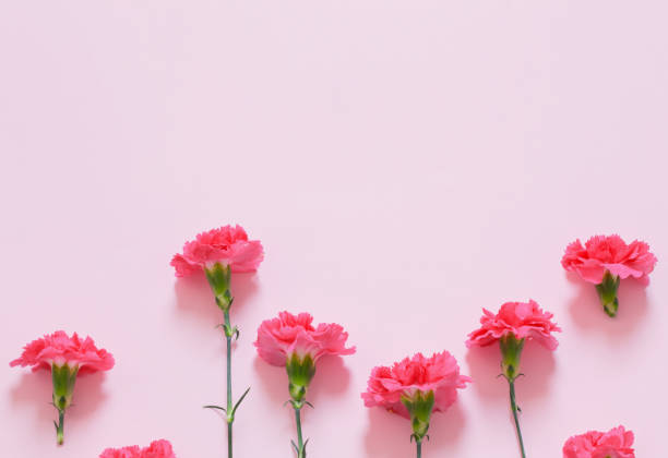 istock pink carnation flowers on pink background 1481305736