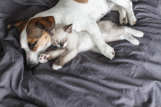 istock Dog and cat sleeping together 1481305744