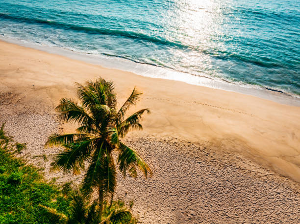 istock Palm Tree at Thailand Dream Beach Drone View 1481305866