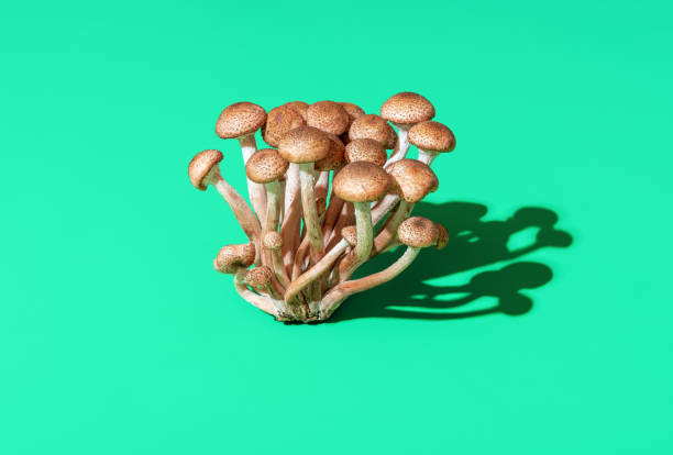 Wild edible mushrooms bundle isolated on a green background stock photo