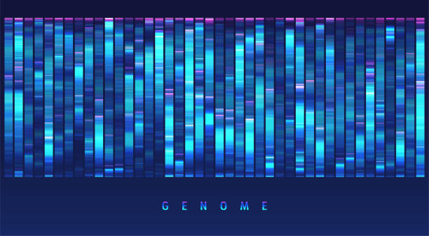 ilustraciones, imágenes clip art, dibujos animados e iconos de stock de prueba genómica de adn, mapa del genoma. - investigación genética