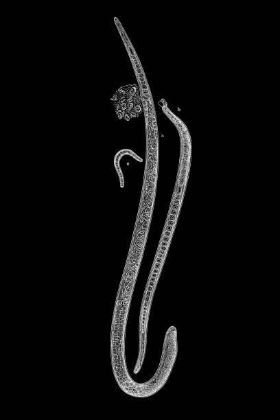 istock Trichina (Trichina spiralis, or Trichinella spiralis), female (a), male (b) embryo (c) 1481308296