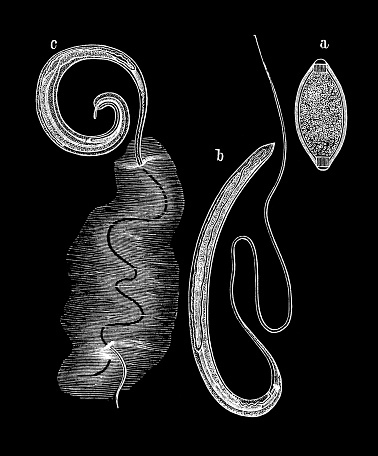 Trichuris trichiura, Trichocephalus trichiuris or whipworm, is a parasitic roundworm