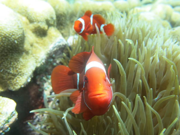 istock Snorkeling with Nemo the Clown Fish 1481308318