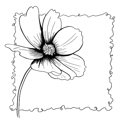 istock line ink drawing of cosmos flower in black and white 1481308726