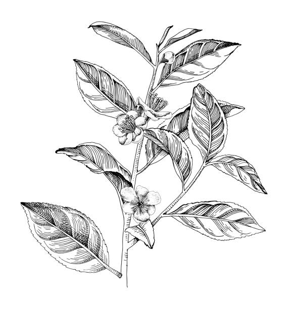 Hand drawn blooming tea plant branch Hand drawn blooming black and white tea plant branch. Vector illustration sri lanka tea illustrations stock illustrations