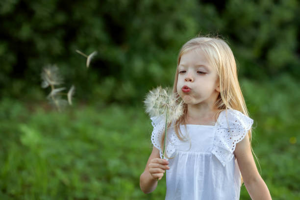 lovely girl with blond hair blowing on a big dandelion. Allergy free concept