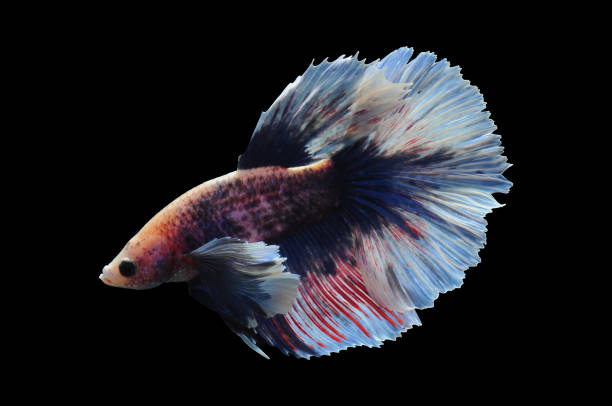 istock Betta fish, siamese fighting fish, betta splendens isolated on black background, fish on black background, fish fighting, Multi color Siamese fighting fish, 1481309933