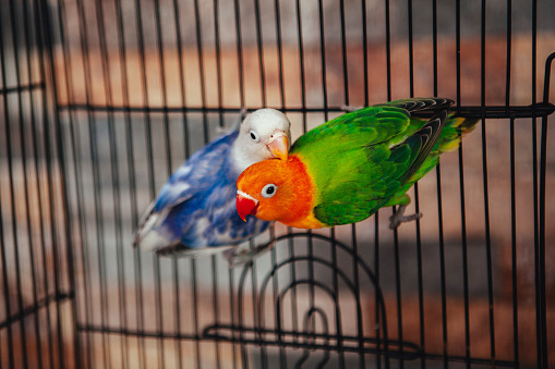 Blue and green Lovebird parrots sitting together on a birdcage.