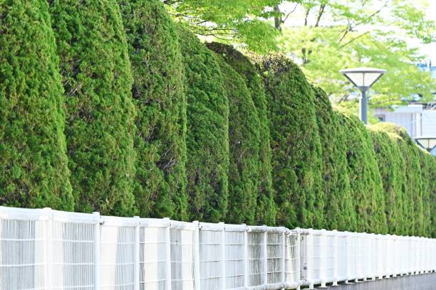 istock Juniperus chinensis 'Kaizuka' ( Chinese juniper ) hedges. 1481317589