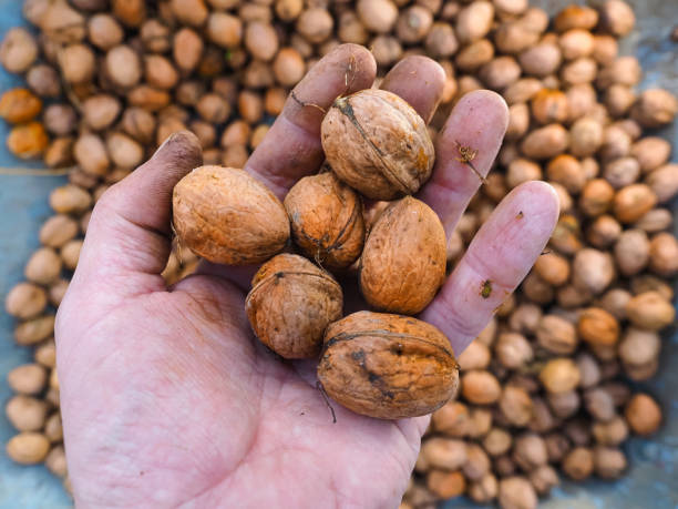 wallnuts stock photo