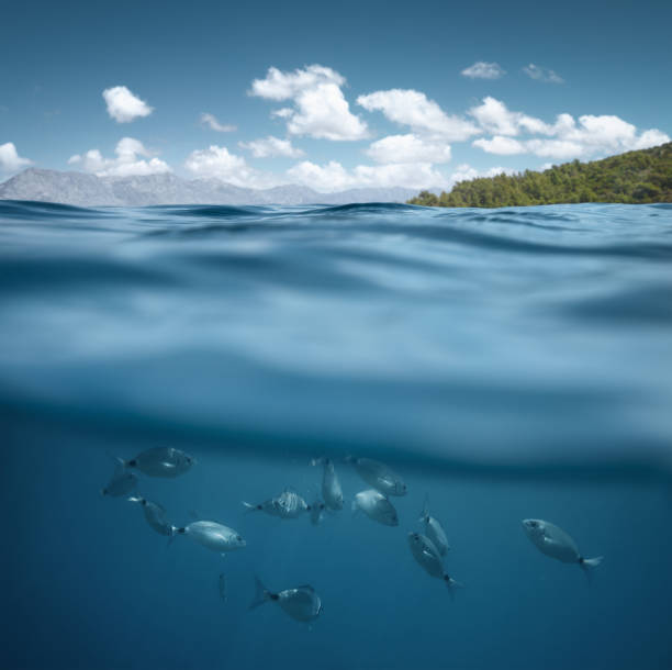 istock Fish In The Sea 1481321140