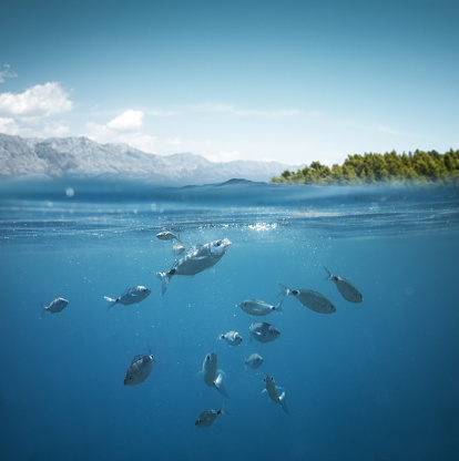 Snorkeling in Croatia. Group of fishes in the sea. Underwater view - Hvar Island, Croatia.