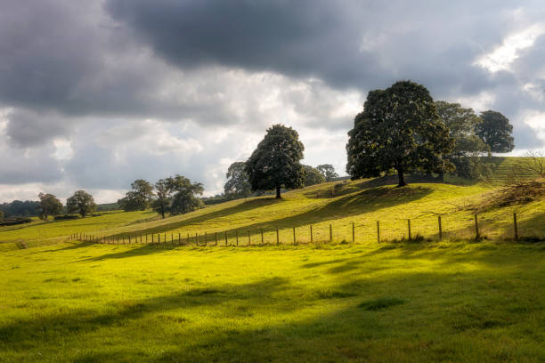 istock Trees near Tarn Hows, Lakes District, England 1481321198