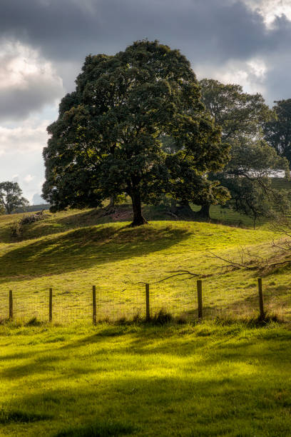 istock Trees near Tarn Hows, Lakes District, England 1481321200