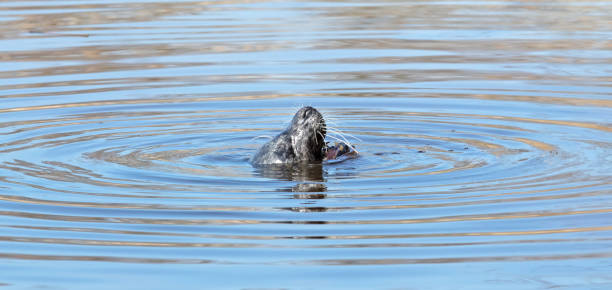 istock Common seal in the water, eating a frog 1481321854
