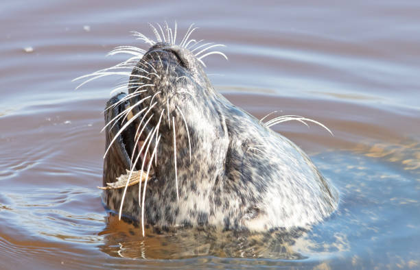 istock Common seal in the water, eating a frog 1481321857