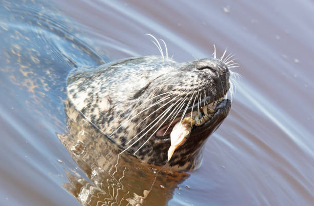 Common seal in the water, eating a frog