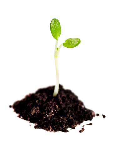 a young plant sprout in the ground is isolated on a white background