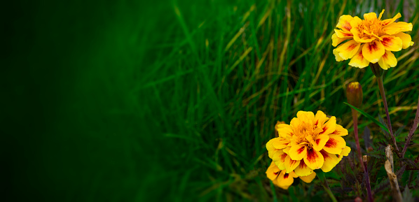 Close up detail of an oilseed rape flower.