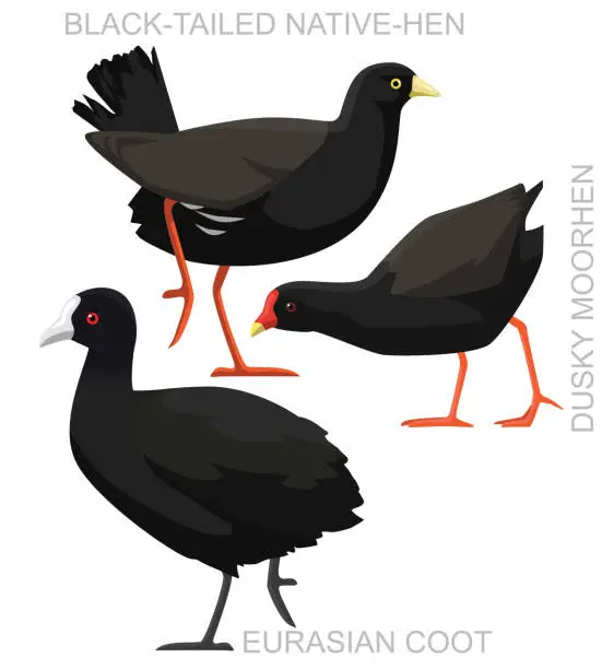 Vector illustration of Cute Bird Coot Moorhen Set Cartoon Vector