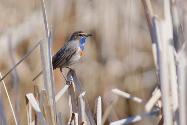 istock Bluethroat in the reed on the west coast,Sweden 1481322468